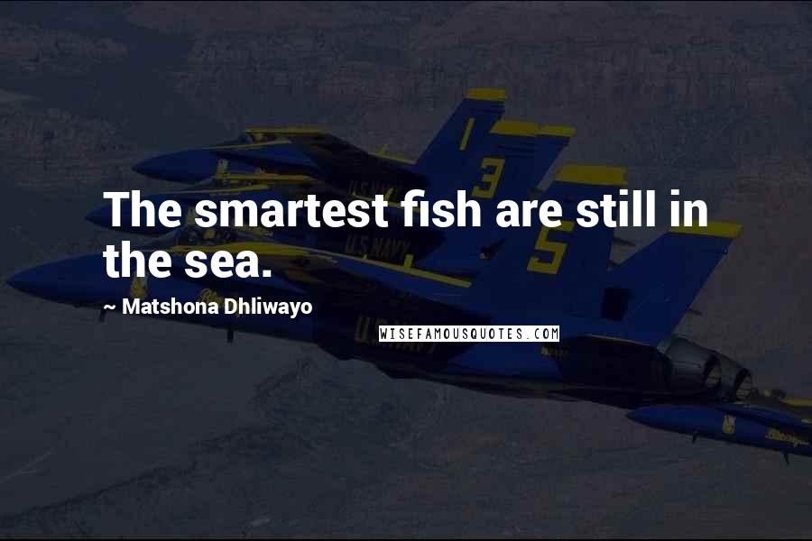 Matshona Dhliwayo Quotes: The smartest fish are still in the sea.