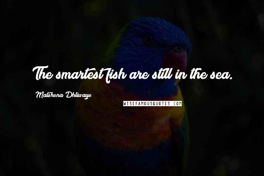 Matshona Dhliwayo Quotes: The smartest fish are still in the sea.