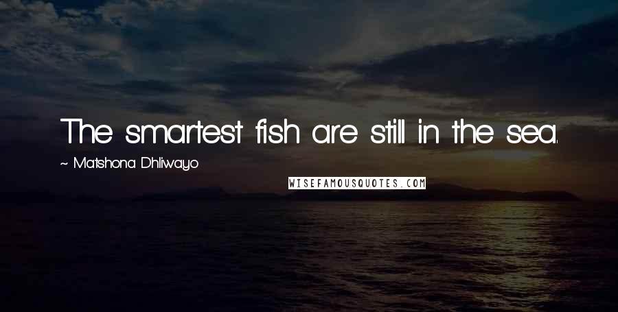 Matshona Dhliwayo Quotes: The smartest fish are still in the sea.