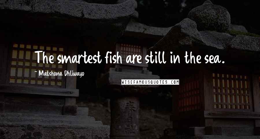 Matshona Dhliwayo Quotes: The smartest fish are still in the sea.