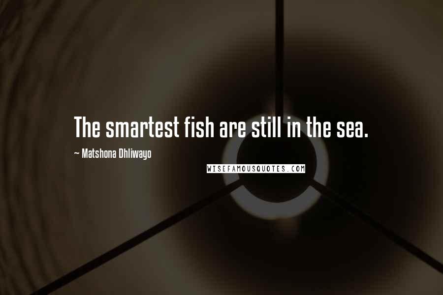 Matshona Dhliwayo Quotes: The smartest fish are still in the sea.