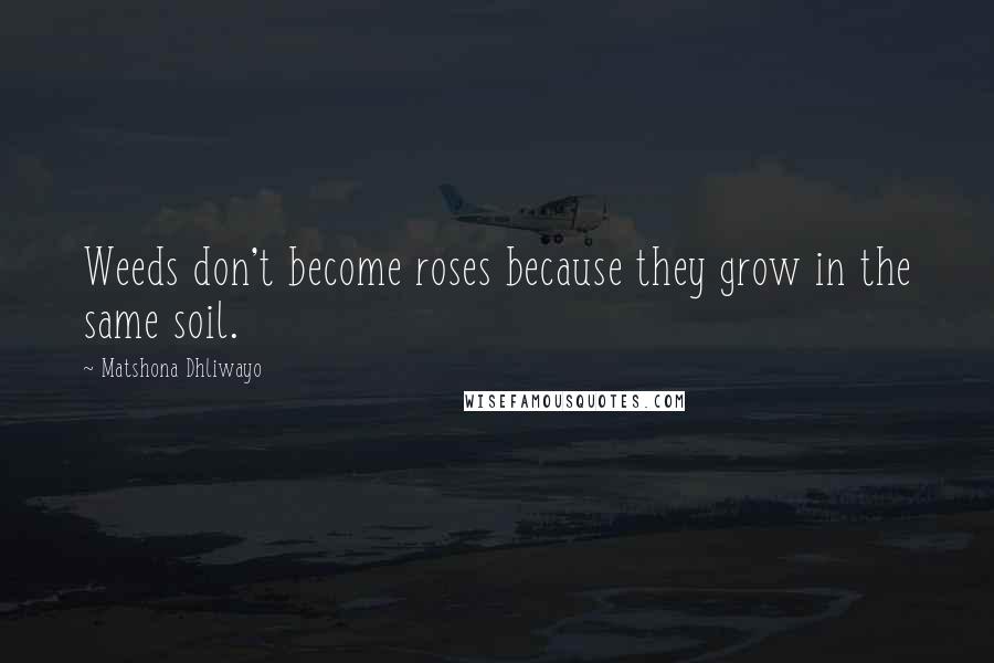 Matshona Dhliwayo Quotes: Weeds don't become roses because they grow in the same soil.