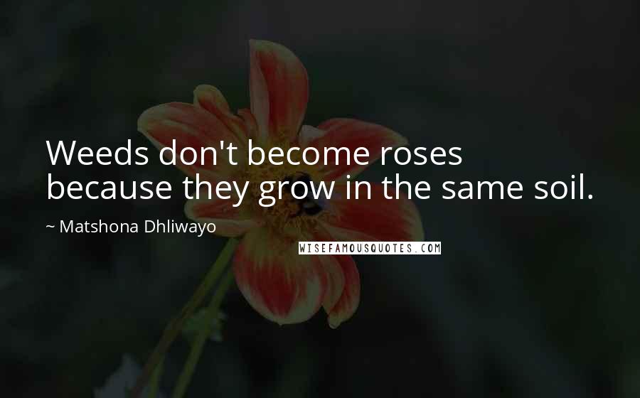 Matshona Dhliwayo Quotes: Weeds don't become roses because they grow in the same soil.