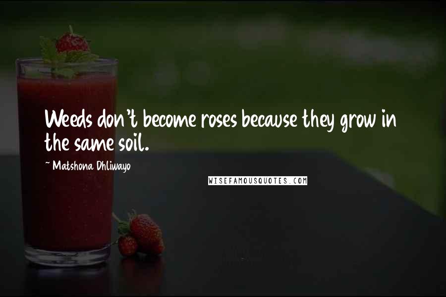 Matshona Dhliwayo Quotes: Weeds don't become roses because they grow in the same soil.