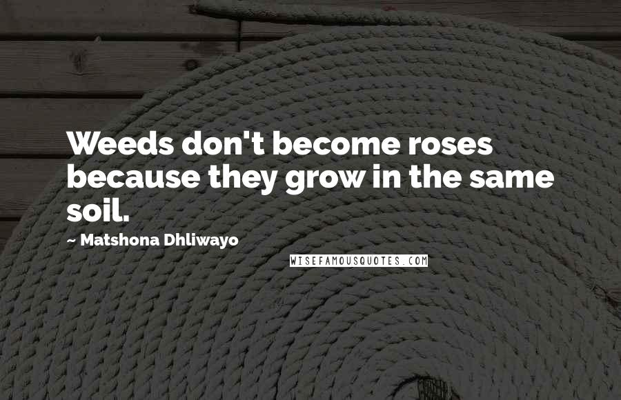 Matshona Dhliwayo Quotes: Weeds don't become roses because they grow in the same soil.