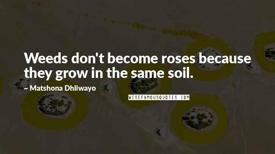 Matshona Dhliwayo Quotes: Weeds don't become roses because they grow in the same soil.