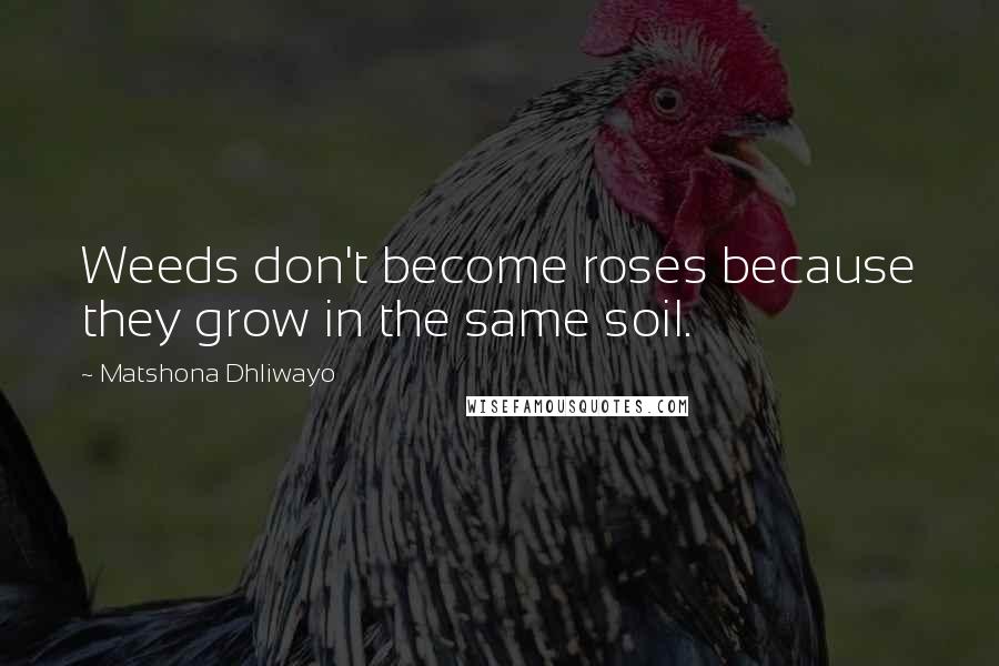 Matshona Dhliwayo Quotes: Weeds don't become roses because they grow in the same soil.