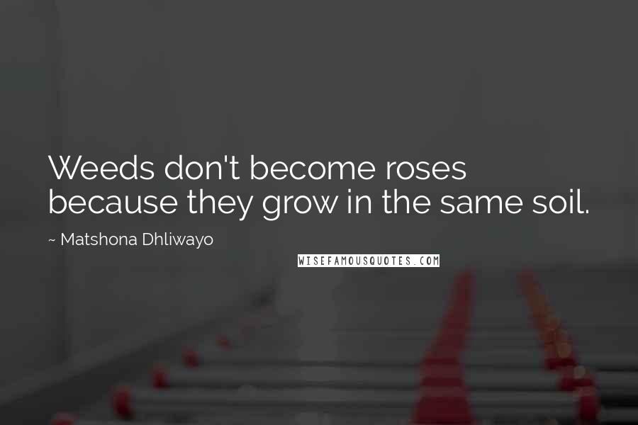 Matshona Dhliwayo Quotes: Weeds don't become roses because they grow in the same soil.