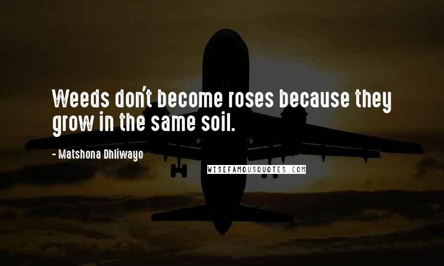 Matshona Dhliwayo Quotes: Weeds don't become roses because they grow in the same soil.