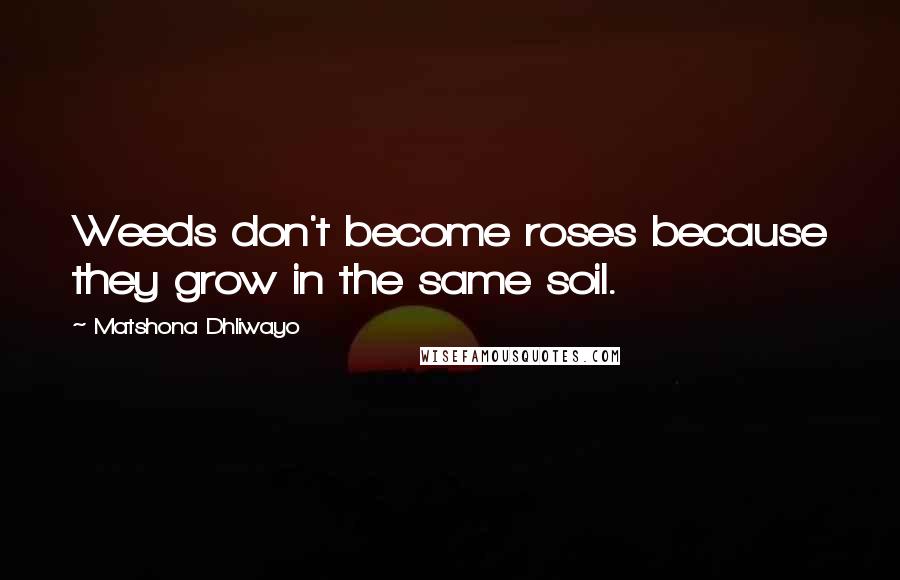 Matshona Dhliwayo Quotes: Weeds don't become roses because they grow in the same soil.