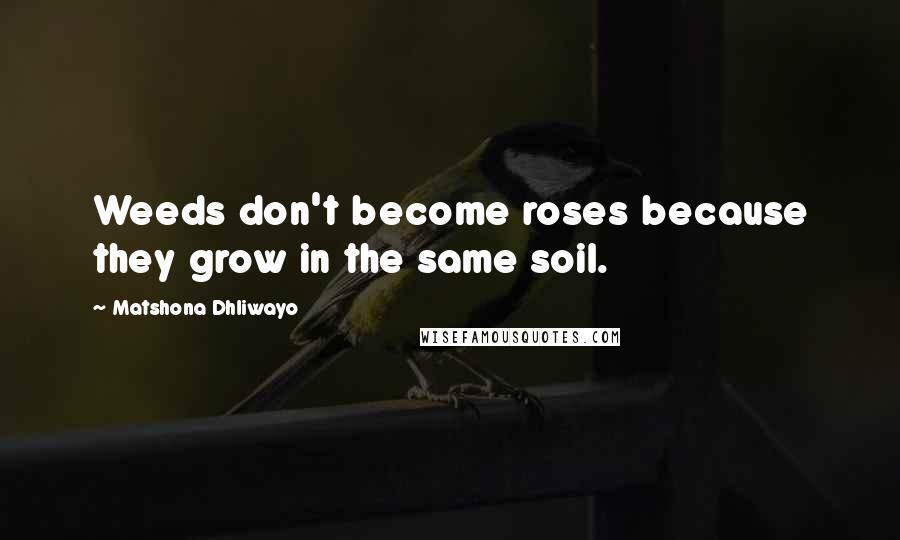 Matshona Dhliwayo Quotes: Weeds don't become roses because they grow in the same soil.