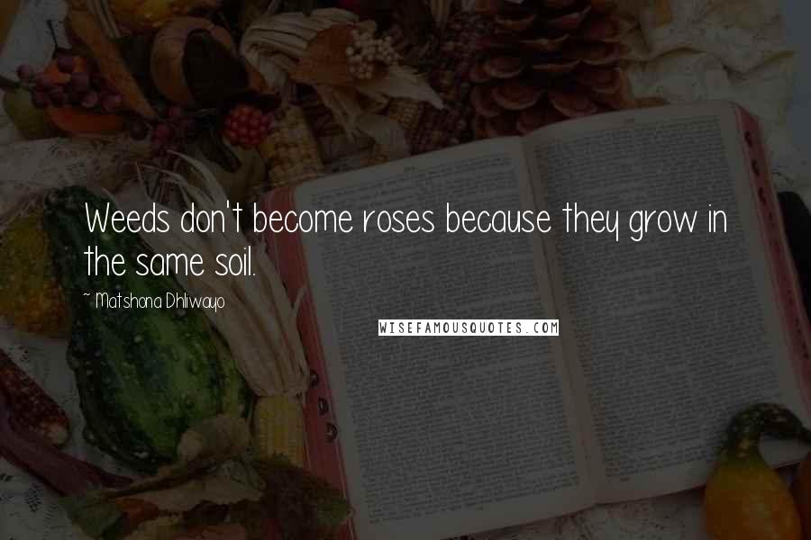 Matshona Dhliwayo Quotes: Weeds don't become roses because they grow in the same soil.