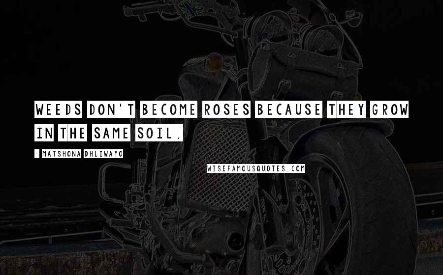 Matshona Dhliwayo Quotes: Weeds don't become roses because they grow in the same soil.