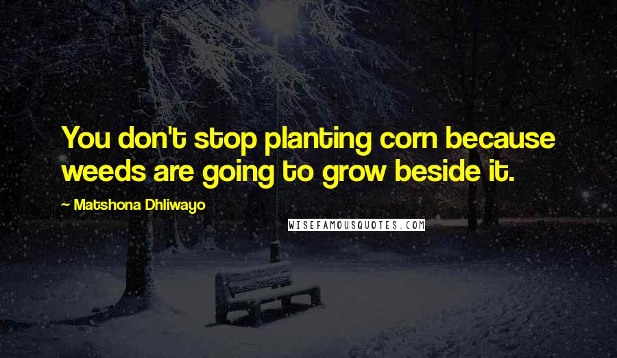 Matshona Dhliwayo Quotes: You don't stop planting corn because weeds are going to grow beside it.