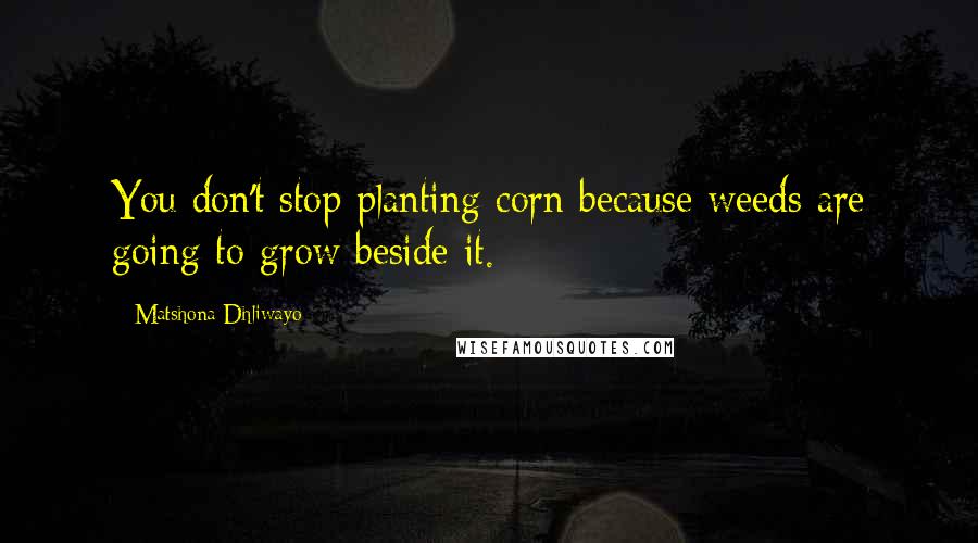 Matshona Dhliwayo Quotes: You don't stop planting corn because weeds are going to grow beside it.
