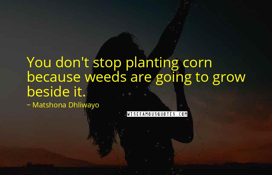 Matshona Dhliwayo Quotes: You don't stop planting corn because weeds are going to grow beside it.