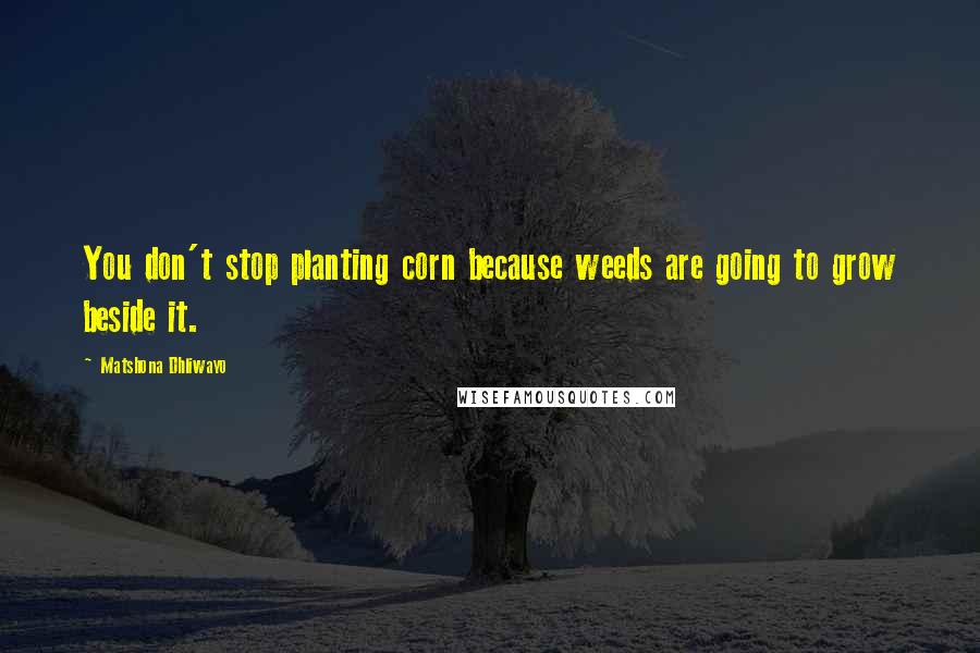 Matshona Dhliwayo Quotes: You don't stop planting corn because weeds are going to grow beside it.