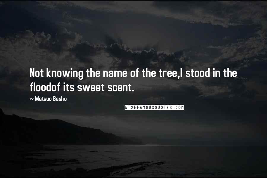 Matsuo Basho Quotes: Not knowing the name of the tree,I stood in the floodof its sweet scent.