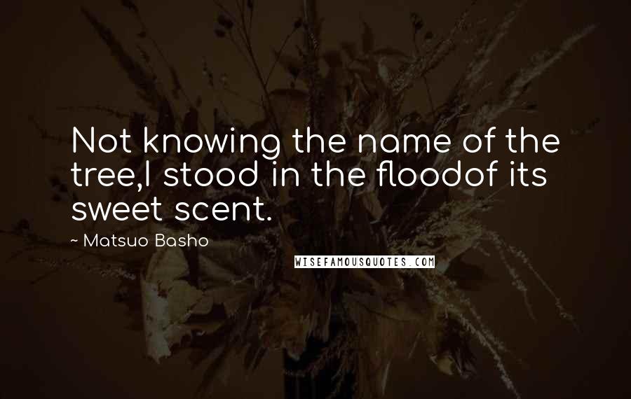 Matsuo Basho Quotes: Not knowing the name of the tree,I stood in the floodof its sweet scent.