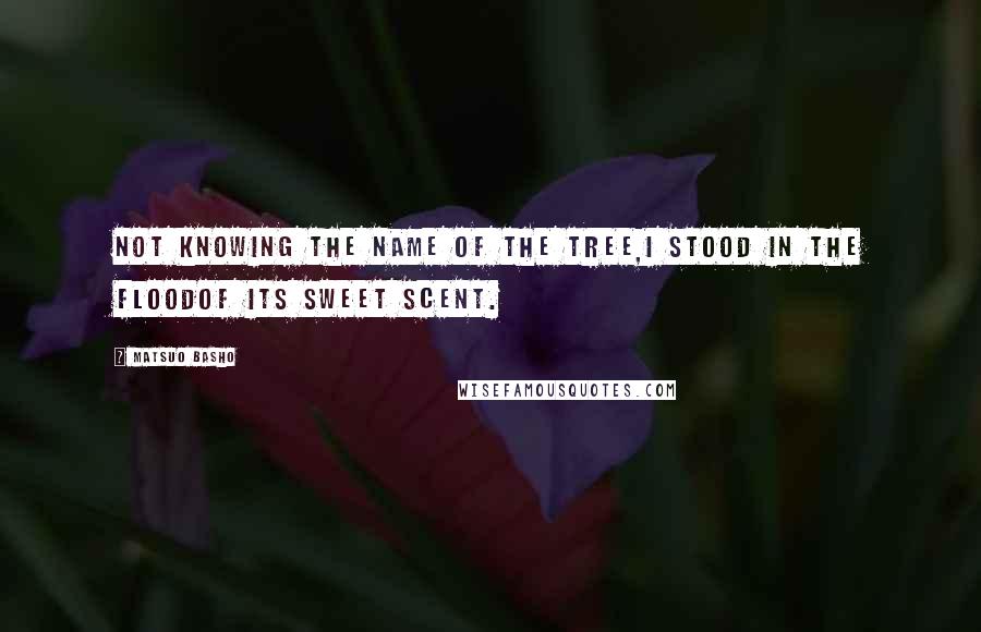 Matsuo Basho Quotes: Not knowing the name of the tree,I stood in the floodof its sweet scent.