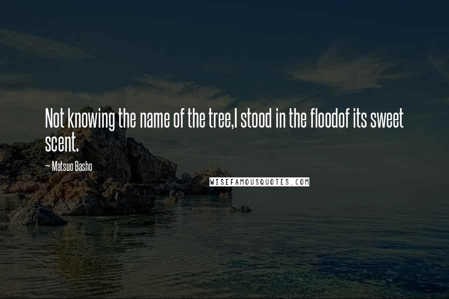 Matsuo Basho Quotes: Not knowing the name of the tree,I stood in the floodof its sweet scent.