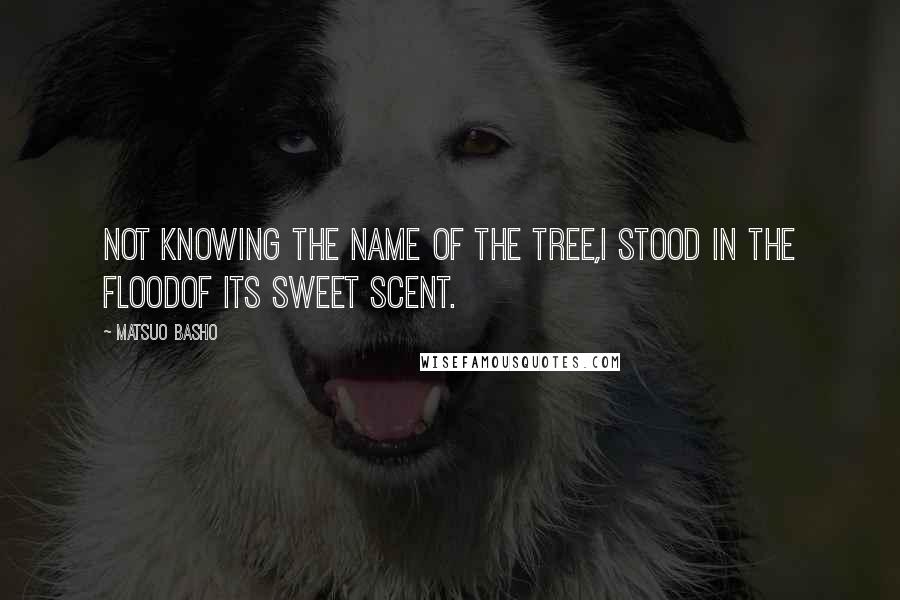 Matsuo Basho Quotes: Not knowing the name of the tree,I stood in the floodof its sweet scent.