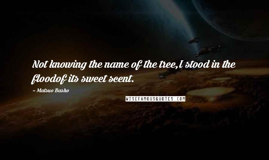 Matsuo Basho Quotes: Not knowing the name of the tree,I stood in the floodof its sweet scent.