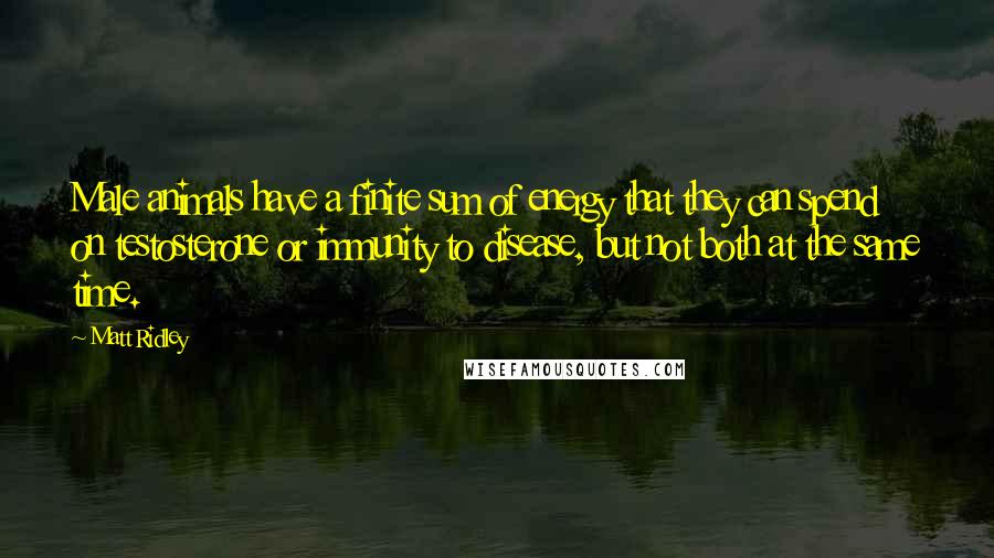 Matt Ridley Quotes: Male animals have a finite sum of energy that they can spend on testosterone or immunity to disease, but not both at the same time.