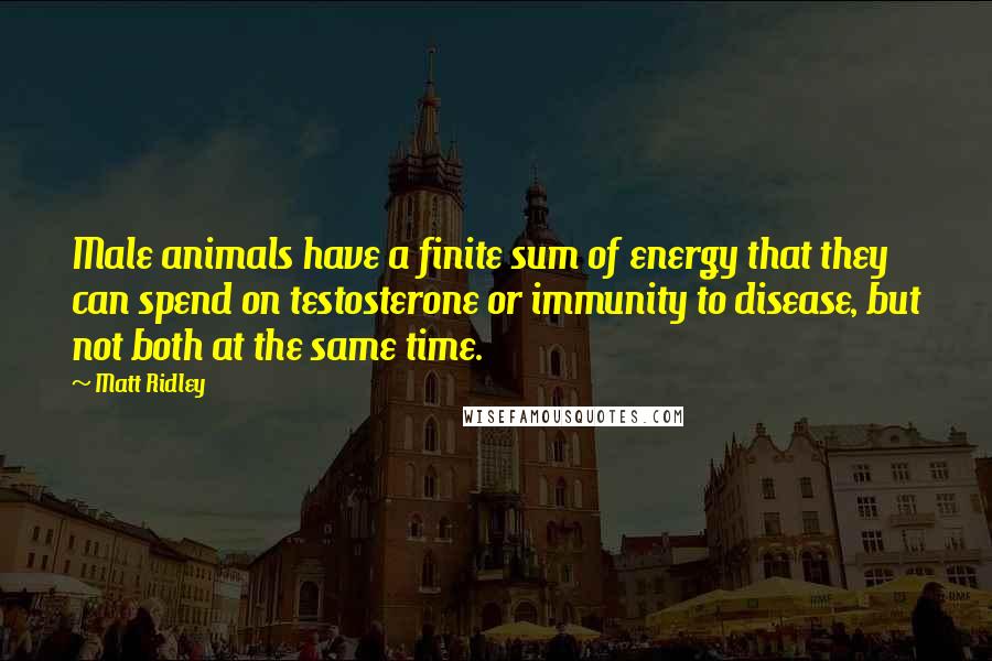 Matt Ridley Quotes: Male animals have a finite sum of energy that they can spend on testosterone or immunity to disease, but not both at the same time.