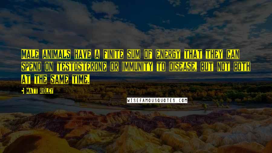 Matt Ridley Quotes: Male animals have a finite sum of energy that they can spend on testosterone or immunity to disease, but not both at the same time.