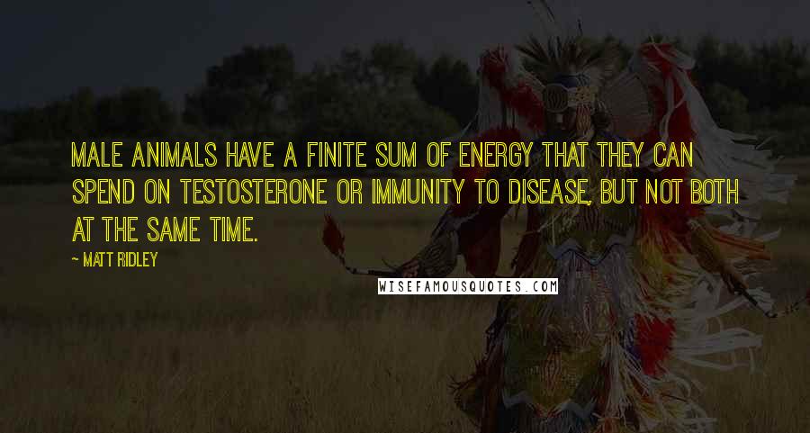 Matt Ridley Quotes: Male animals have a finite sum of energy that they can spend on testosterone or immunity to disease, but not both at the same time.