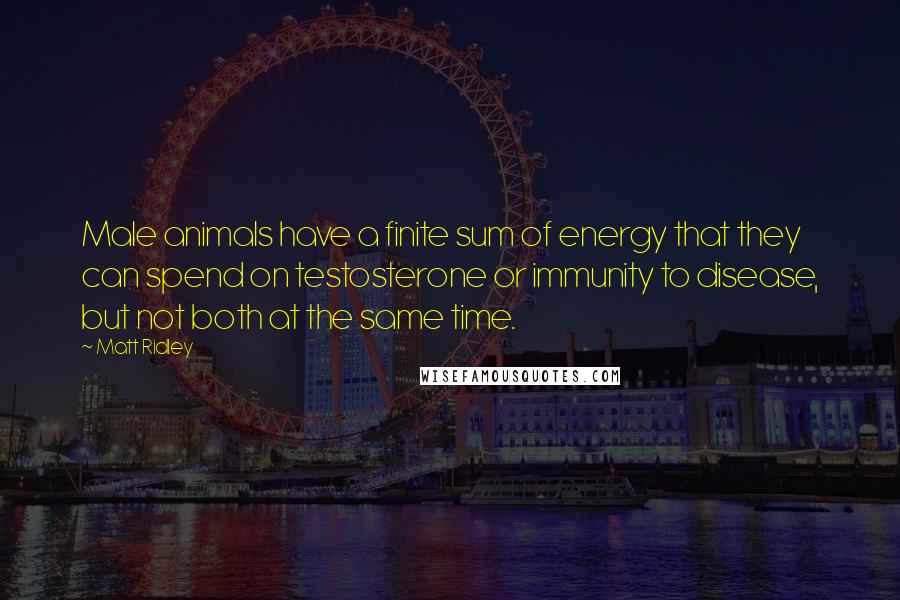 Matt Ridley Quotes: Male animals have a finite sum of energy that they can spend on testosterone or immunity to disease, but not both at the same time.