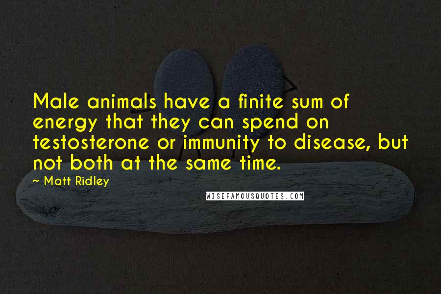 Matt Ridley Quotes: Male animals have a finite sum of energy that they can spend on testosterone or immunity to disease, but not both at the same time.