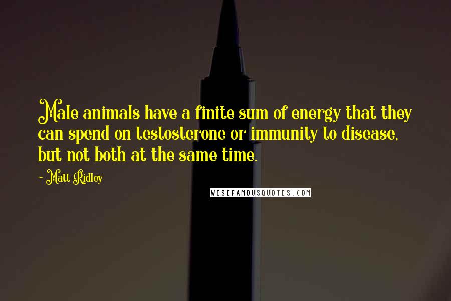 Matt Ridley Quotes: Male animals have a finite sum of energy that they can spend on testosterone or immunity to disease, but not both at the same time.