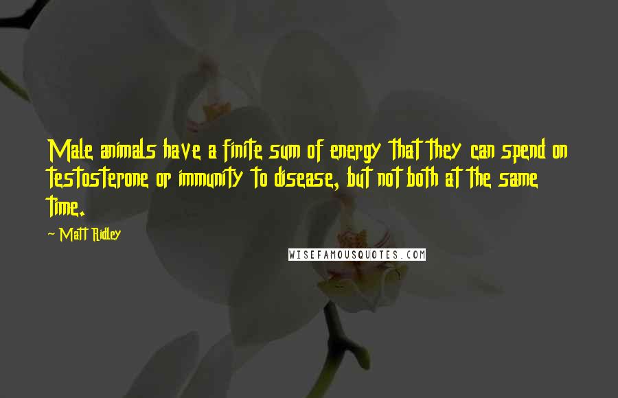 Matt Ridley Quotes: Male animals have a finite sum of energy that they can spend on testosterone or immunity to disease, but not both at the same time.