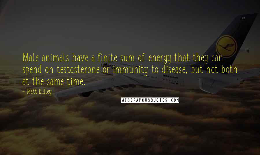 Matt Ridley Quotes: Male animals have a finite sum of energy that they can spend on testosterone or immunity to disease, but not both at the same time.