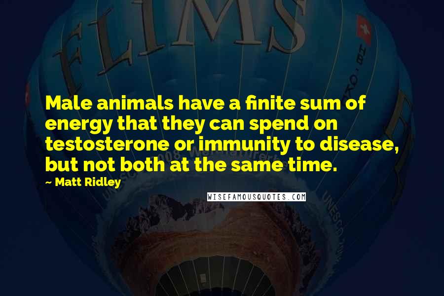 Matt Ridley Quotes: Male animals have a finite sum of energy that they can spend on testosterone or immunity to disease, but not both at the same time.