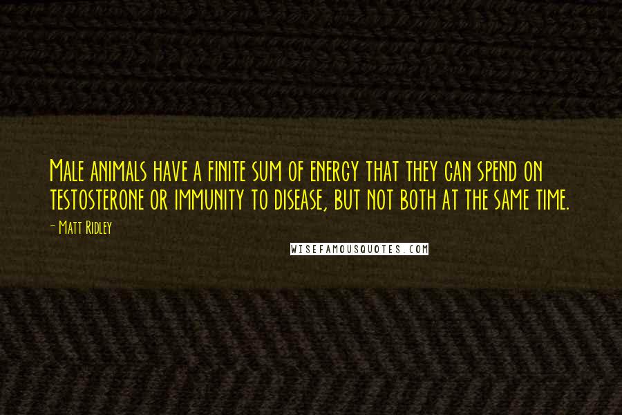 Matt Ridley Quotes: Male animals have a finite sum of energy that they can spend on testosterone or immunity to disease, but not both at the same time.