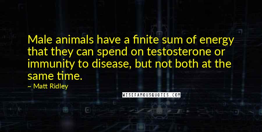 Matt Ridley Quotes: Male animals have a finite sum of energy that they can spend on testosterone or immunity to disease, but not both at the same time.