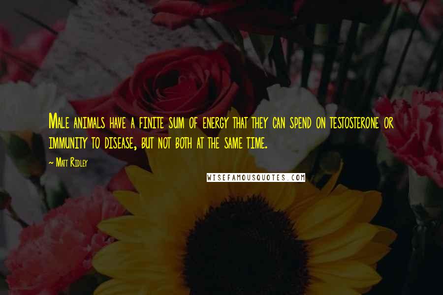 Matt Ridley Quotes: Male animals have a finite sum of energy that they can spend on testosterone or immunity to disease, but not both at the same time.
