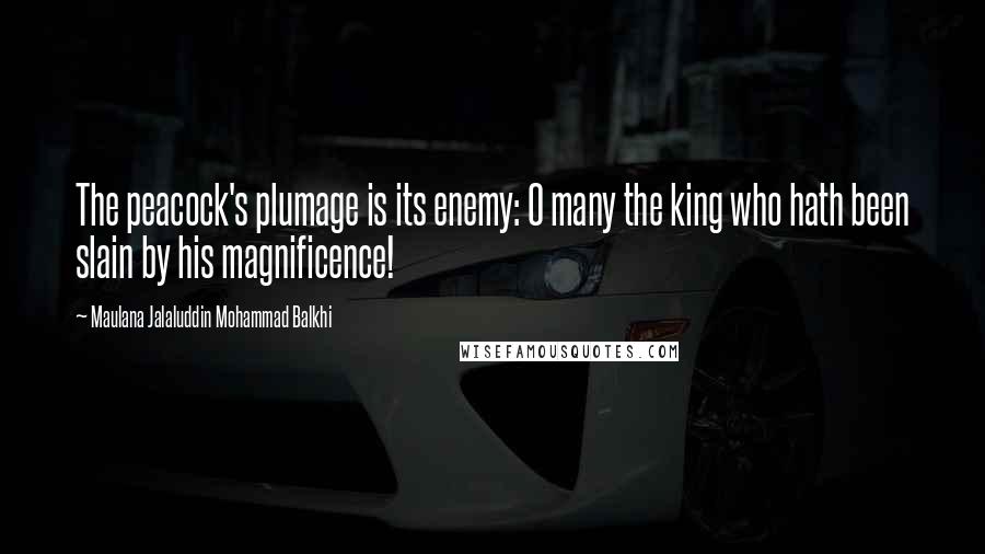 Maulana Jalaluddin Mohammad Balkhi Quotes: The peacock's plumage is its enemy: O many the king who hath been slain by his magnificence!