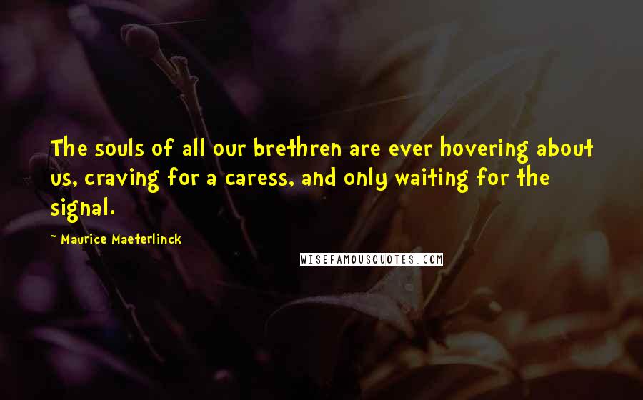 Maurice Maeterlinck Quotes: The souls of all our brethren are ever hovering about us, craving for a caress, and only waiting for the signal.