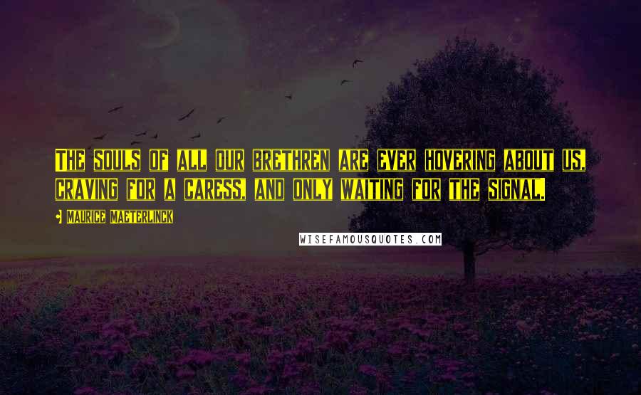 Maurice Maeterlinck Quotes: The souls of all our brethren are ever hovering about us, craving for a caress, and only waiting for the signal.