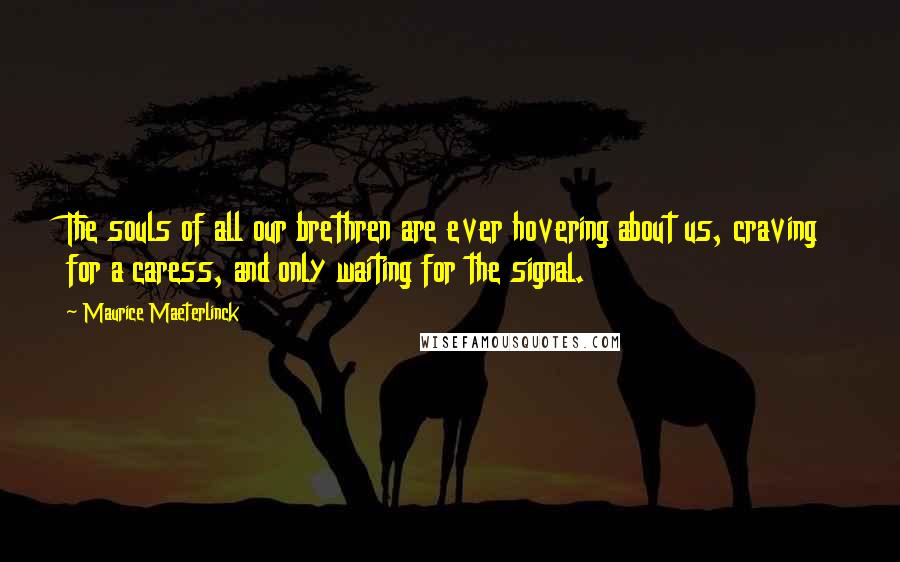 Maurice Maeterlinck Quotes: The souls of all our brethren are ever hovering about us, craving for a caress, and only waiting for the signal.