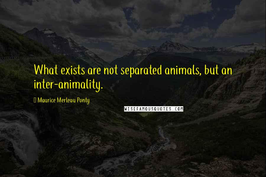 Maurice Merleau Ponty Quotes: What exists are not separated animals, but an inter-animality.