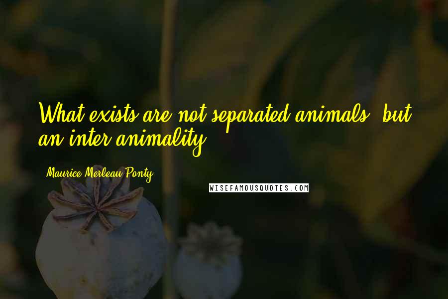 Maurice Merleau Ponty Quotes: What exists are not separated animals, but an inter-animality.