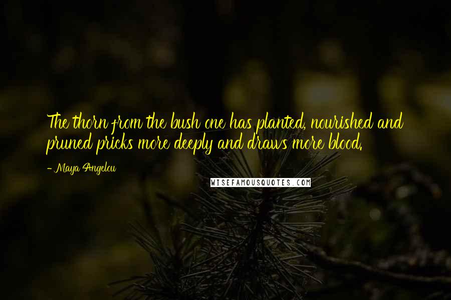 Maya Angelou Quotes: The thorn from the bush one has planted, nourished and pruned pricks more deeply and draws more blood.