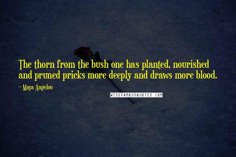 Maya Angelou Quotes: The thorn from the bush one has planted, nourished and pruned pricks more deeply and draws more blood.