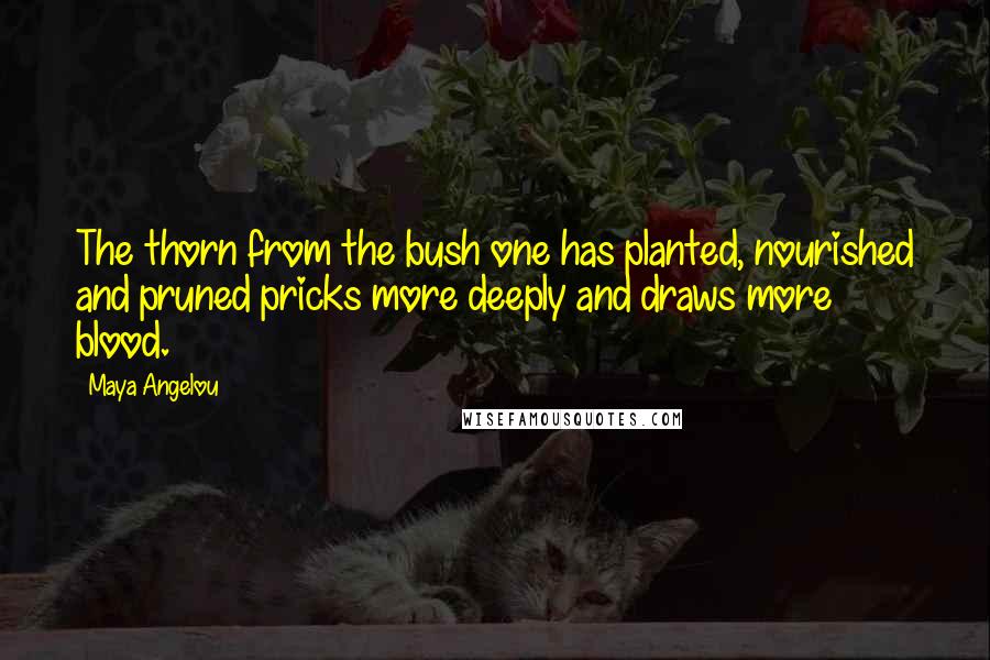 Maya Angelou Quotes: The thorn from the bush one has planted, nourished and pruned pricks more deeply and draws more blood.