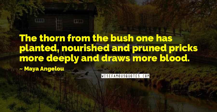 Maya Angelou Quotes: The thorn from the bush one has planted, nourished and pruned pricks more deeply and draws more blood.